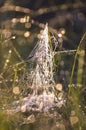 Blur dewy summer meadow grass with spiderweb background Royalty Free Stock Photo