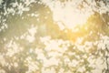 Blur dream like sunshine shade clean morning nature and bokeh background concept modern csr theme, eco spring, fresh vintage gold