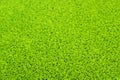 blur Duckweed, Natural Green Duckweed on The water