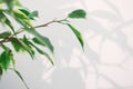 Blur ficus leaves and shadow on a white wall. Creative concept of natural condition or youthfulness