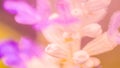 Blur flower pink purple macro focus pastel color nature background Royalty Free Stock Photo