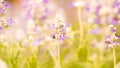 Blur flower pink purple macro soft focus pastel color nature background Royalty Free Stock Photo