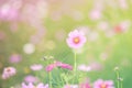 ,blur flowers for background,Cosmos flowers background in vintage style