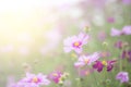 Blur flowers for background,Cosmos flowers background in vintage style