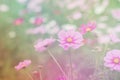 ,blur flowers for background,Cosmos flowers background in vintage style