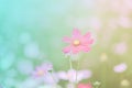 ,blur flowers for background,Cosmos flowers background in vintage style