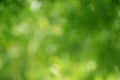 Blur focus green nature background