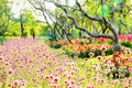 Blur focus pink fields winter fields outdoor tree flawer garden colorful green nature summer Royalty Free Stock Photo