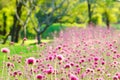 Blur focus pink fields winter fields outdoor tree flawer garden colorful green nature summer Royalty Free Stock Photo