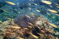 Blur forground yellow strip tail fish swim around coral and purple sea anemone in deep blue sea underwater and colurful coral Royalty Free Stock Photo