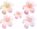 The blur Frangipani Flower or Plumeria flower on whiteBackground wit