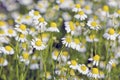 Blur fresh chamomile medical flowers blossoming background Royalty Free Stock Photo