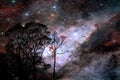 blur galaxy on night cloud sunset sky silhouette branch and tree Royalty Free Stock Photo