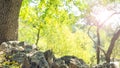 Blur garden tree nature background with bokeh light, blurred green garden, park in autumn and summer, blur nature outdoor abstract Royalty Free Stock Photo