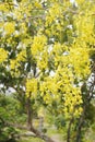 Blur golden shower Tree