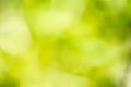 Blur green day nature fresh colour abstract for background Royalty Free Stock Photo