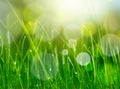 Blur green grass background