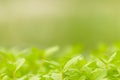 Blur green leaves on sunshine background. Closeup nature view of green leaf on blurred greenery in the garden with copy space Royalty Free Stock Photo