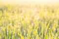 Blur green rice paddy field with raindrops,Green grass leaves with bokeh background and sunlight. Nature background. Rainy season Royalty Free Stock Photo