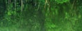 Blur green tree reflection on lake water nature banner background Royalty Free Stock Photo