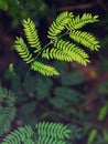 Blur ground background with young tiny green plant leaves Royalty Free Stock Photo