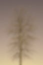 Blur Image of a Bare Tree Royalty Free Stock Photo