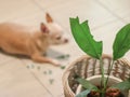 Blur image of chihuahua dog feel guilty lying down on the floor with leaves of houseplant