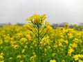 Blur image, mustard photographi, green plant, mustard plant image, mustard photo Royalty Free Stock Photo