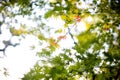 Blur image of Some red maple leave Royalty Free Stock Photo