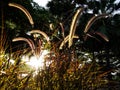 Blur image - tall grass against the sunlight at the sunset in the evening