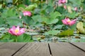 Blur image of terrace wood and beautiful pink flower lotus in pond Royalty Free Stock Photo