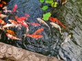 Blur koi fish in the pond Royalty Free Stock Photo