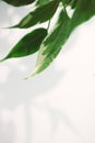 Blur leaves on white wall. Creative vertical wallpaper with lush green foliage. Abstract vertical backdrop