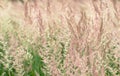 Blur. Lush panicles of wild grass close-up with ripe seeds of pastel beige tone on a green meadow. Background. Selective Royalty Free Stock Photo