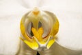 Blur macro shot of white Orchid flower with soft focus. Original floral detail close up. Royalty Free Stock Photo