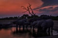 Blur motion art. Elephant group near the water hole, Savuti, Chobe NP, Botswana. Africa - wildlife nature