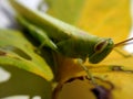 Blur motion Green Grasshoper on leaf Royalty Free Stock Photo