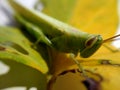 Blur motion Green Grasshoper on leaf
