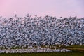 Blur of motion in a pastel pink sunset landscape, large flock of migratory snow geese taking off from a farmerÃ¢â¬â¢s field