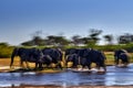 Blur move nature art, lephant river crossing. Khwai river with elephant herd. Wildlife scene from nature. A herd of African Royalty Free Stock Photo