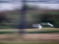 Blur of Movement of White Bird