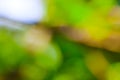 blur natural and light background,Spring background blur,holiday wallpaper