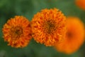 Blur nature flowers backgrounds. Orange marigold flower on green garden background.  Floral spring and summer backgrounds Royalty Free Stock Photo