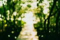 Blur nature green bokeh with small bridge in mangrove forest. Royalty Free Stock Photo