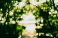 Blur nature green bokeh with small bridge . Royalty Free Stock Photo