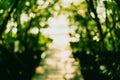 Blur nature green bokeh with small bridge. Royalty Free Stock Photo