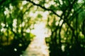 Blur nature green bokeh with small bridge. Royalty Free Stock Photo