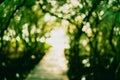Blur nature green bokeh with small bridge in mangrove forest. Royalty Free Stock Photo