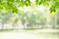 Green leaves in park with blurry image green trees and sunlight in the morning.