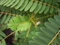 Blur of The New Leaf of Vegetable Hummingbird Blooming